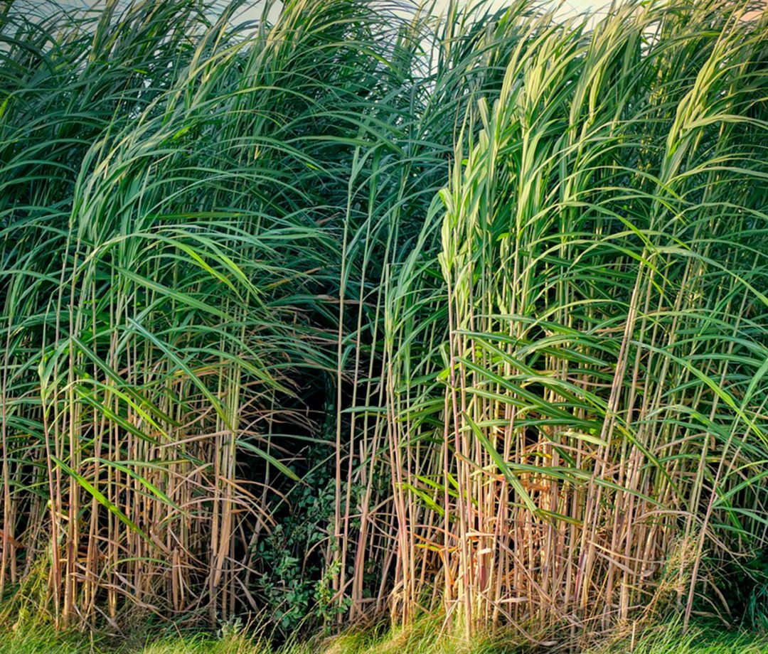 Praid-AçúcareÁlcool